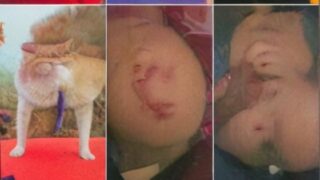 Horny Girlfriend Sucking Dick Fucking